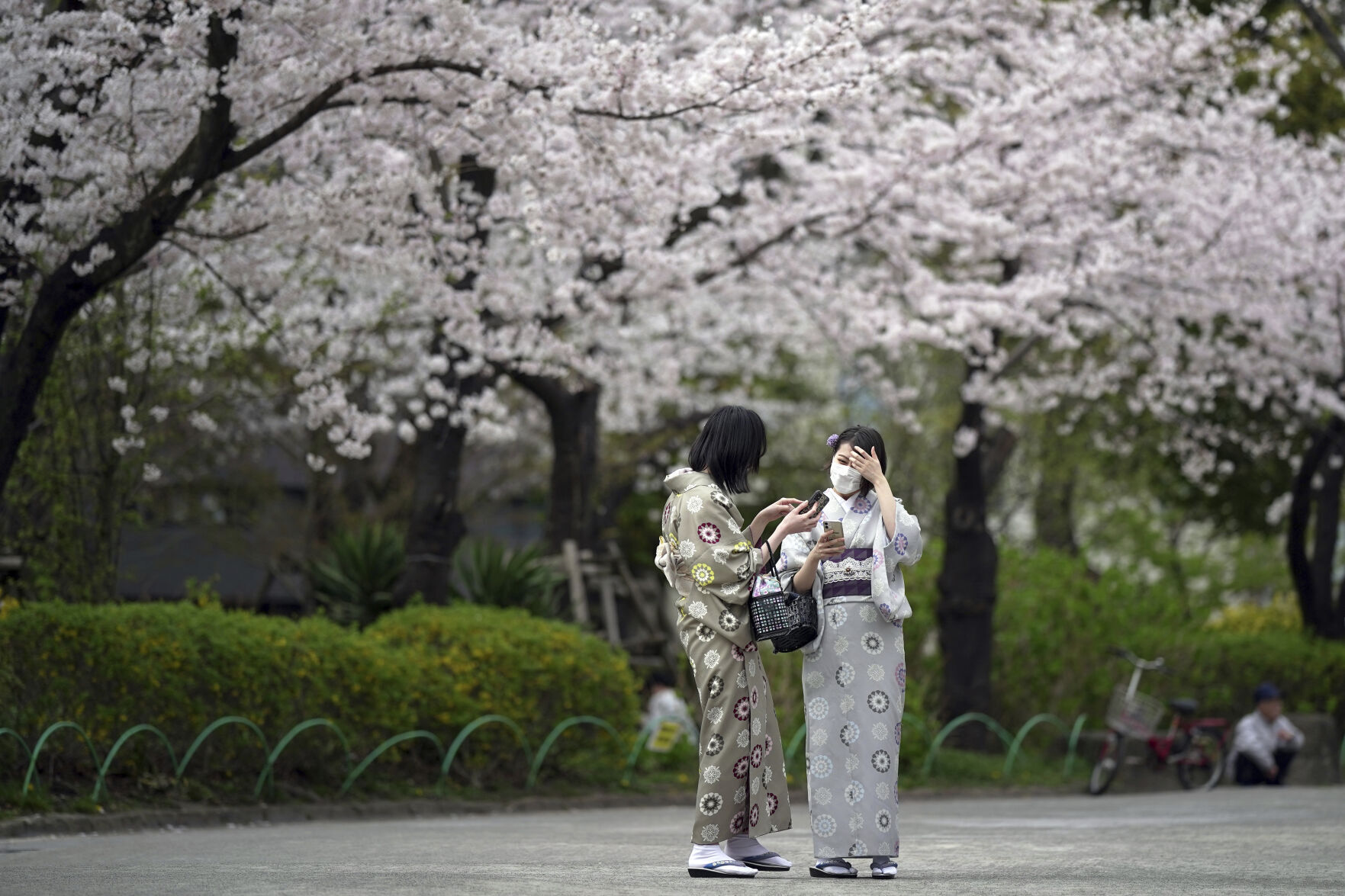Climate Crisis Is Putting Japan'S Cherry Blossoms First 15 Japan Cherry Blossom Photo Gallery